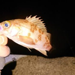 強風の中チビのみ