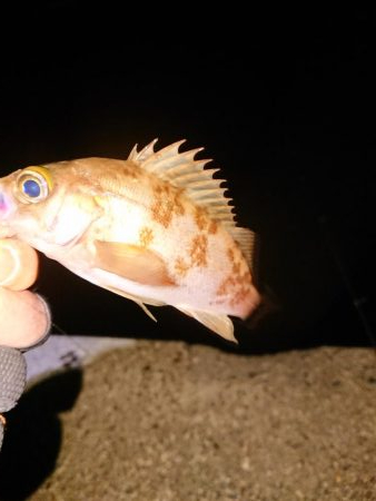 強風の中チビのみ