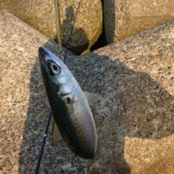 ライトショアジギング