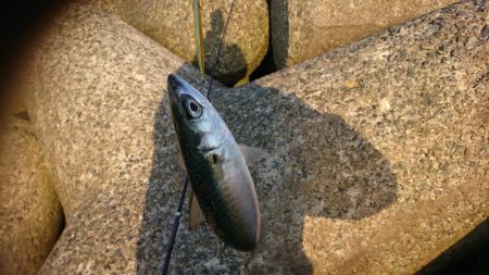 ライトショアジギング