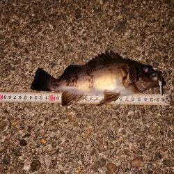 久々良型メバル