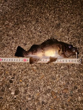 久々良型メバル