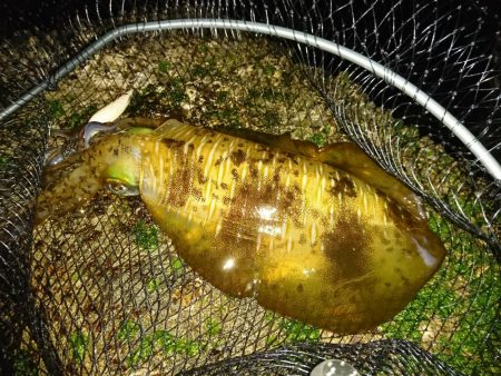 すくすくと成長。