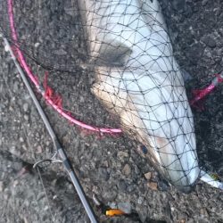 イチロースズキ