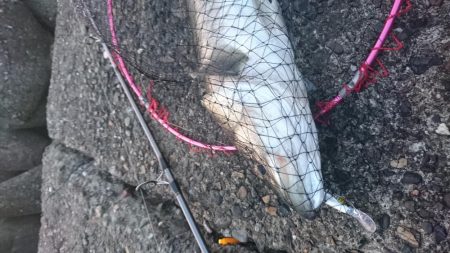 イチロースズキ