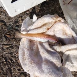 播磨新島でキス釣り