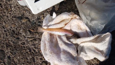 播磨新島でキス釣り