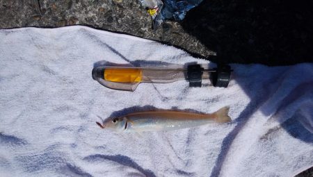 今日も播磨新島