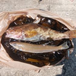 播磨新島でキス釣り