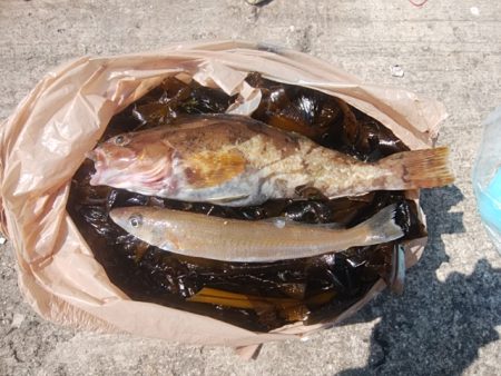 播磨新島でキス釣り