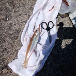 久々に良型キス５匹