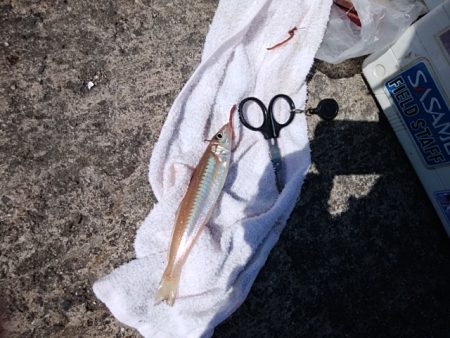 久々に良型キス５匹