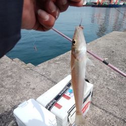 播磨新島のキス釣り