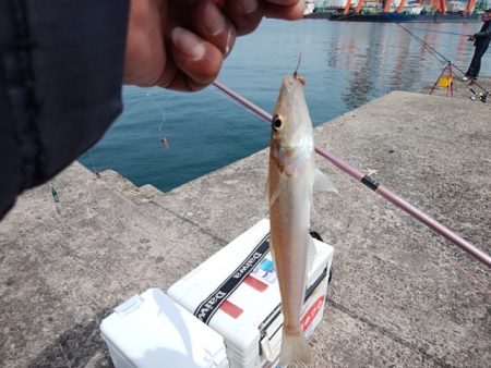 播磨新島のキス釣り