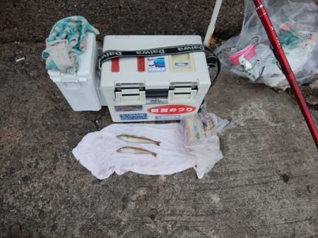 播磨新島のキス情報