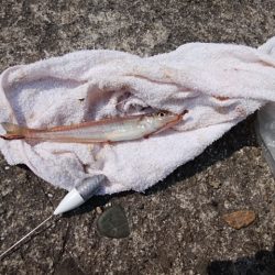 播磨新島のキス情報