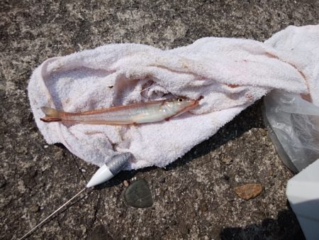 播磨新島のキス情報