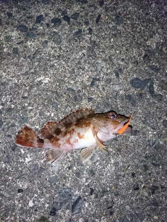 ヤリイカ狙いが…