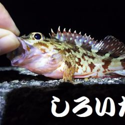 久しぶりに釣り。　アジを狙いましたが・・・