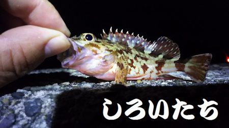 久しぶりに釣り。　アジを狙いましたが・・・