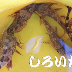 シラサでつり。