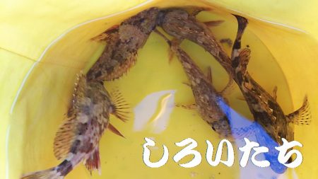 シラサでつり。