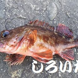 今日もガッシーがお相手。