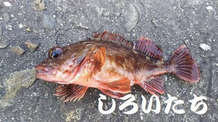 今日もガッシーがお相手。