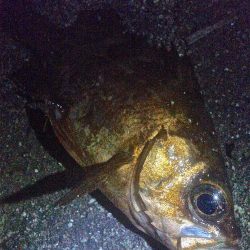 メバルが浮いてきた