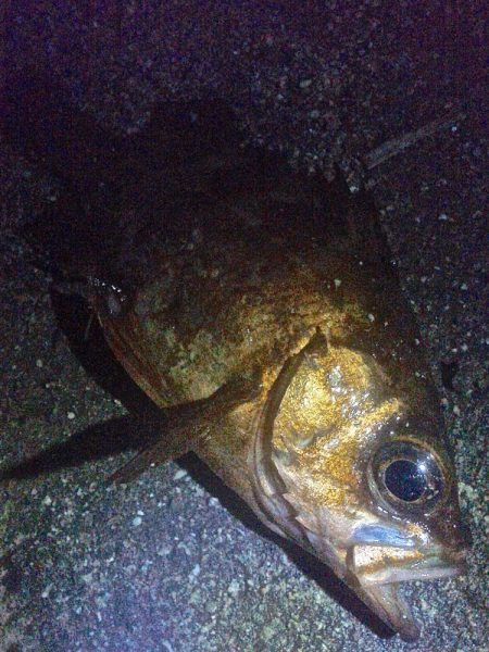 メバルが浮いてきた