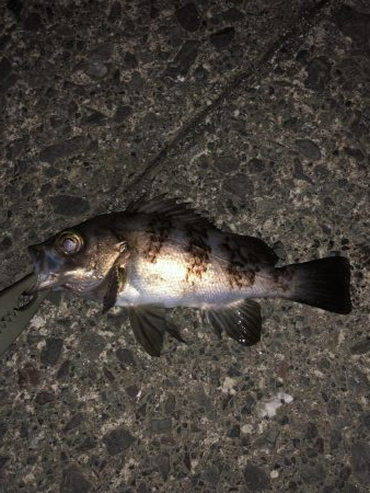 イカ釣りを教えるの巻