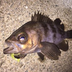 久しぶりにメバル!