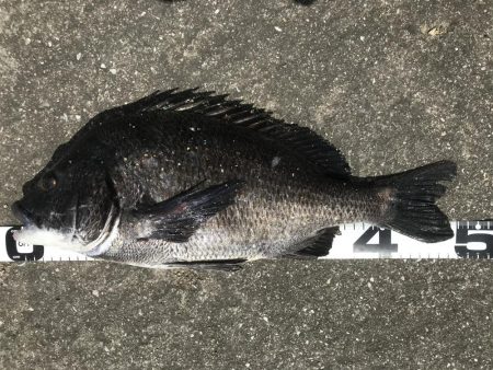 イチノ兄弟、釣果！