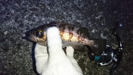 渋いメバリング