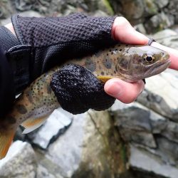 揖保川渓流釣り