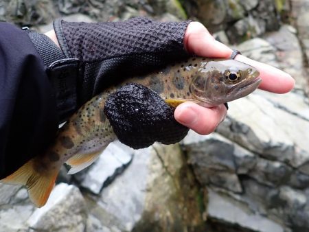 揖保川渓流釣り