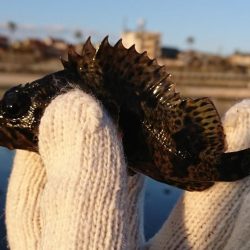 デイメバリング!…のハズが。