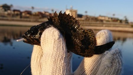 デイメバリング!…のハズが。