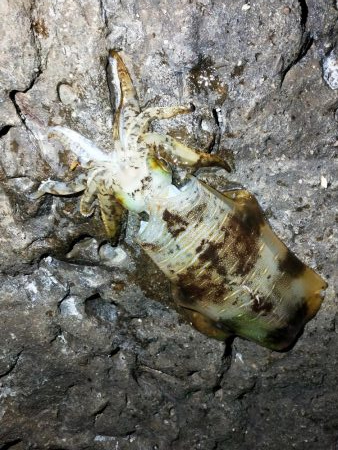 今年初のキロアップアオリイカ