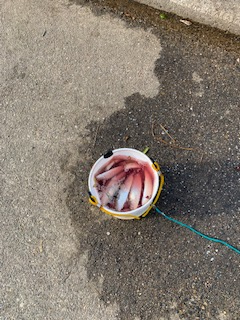 コノシロの反乱