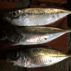 雨中のサビキ釣り