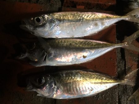雨中のサビキ釣り