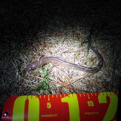 アナゴさんこんばんは　　長潮