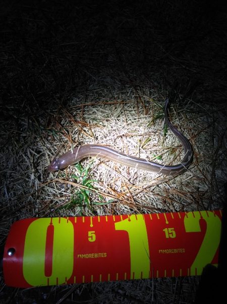 アナゴさんこんばんは　　長潮