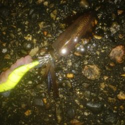 なんとかヒイカ1杯