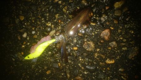 なんとかヒイカ1杯