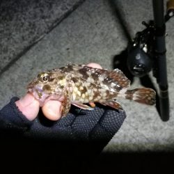 コスモ公園釣行 （渋い中でもなんとか根魚釣果有り～）