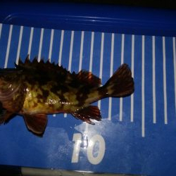 激シブメバリング