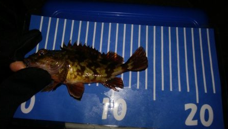 激シブメバリング