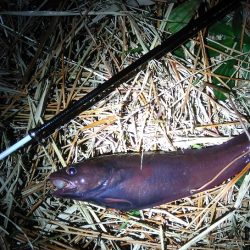 夜釣り日和にドンコ